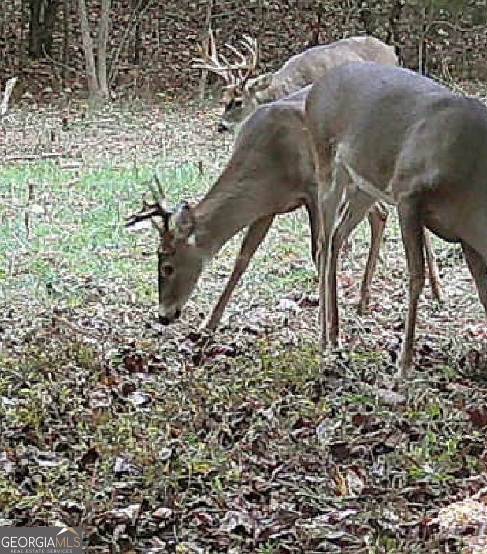 787 Parham Town Road Bowman, GA 30624 - Photo 48 of 49 a view of a yard