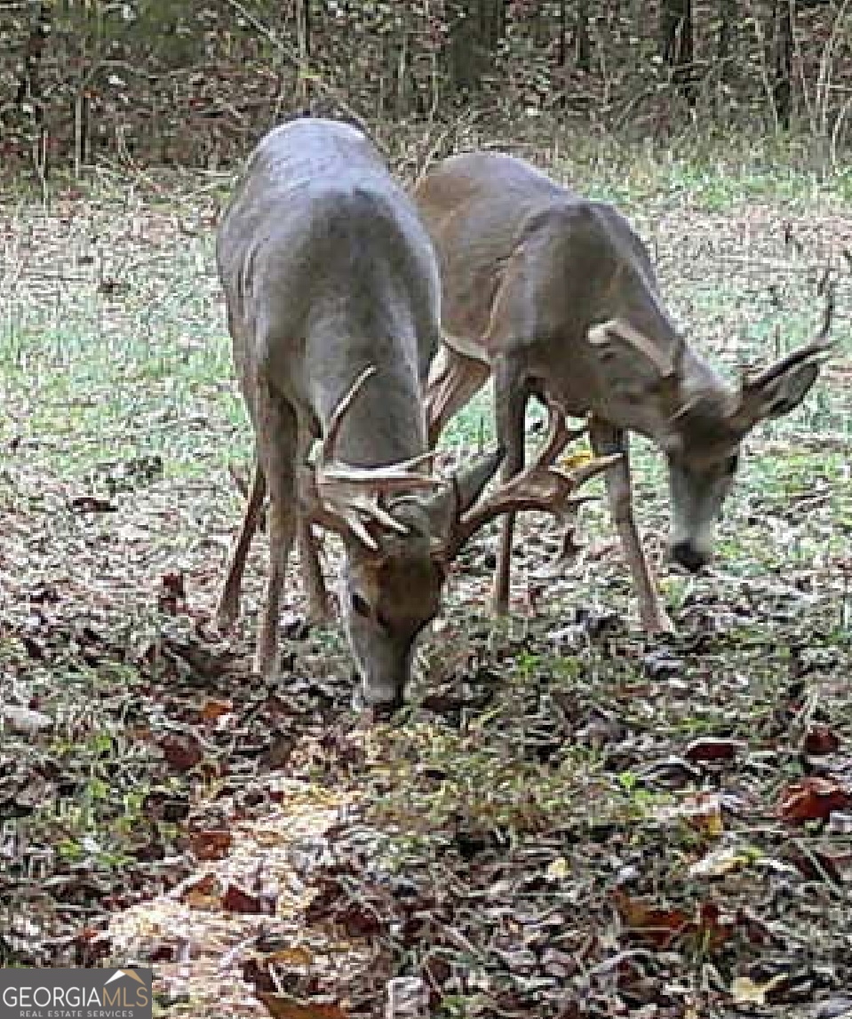 787 Parham Town Road Bowman, GA 30624 - Photo 49 of 49 a view of a yard in front of house