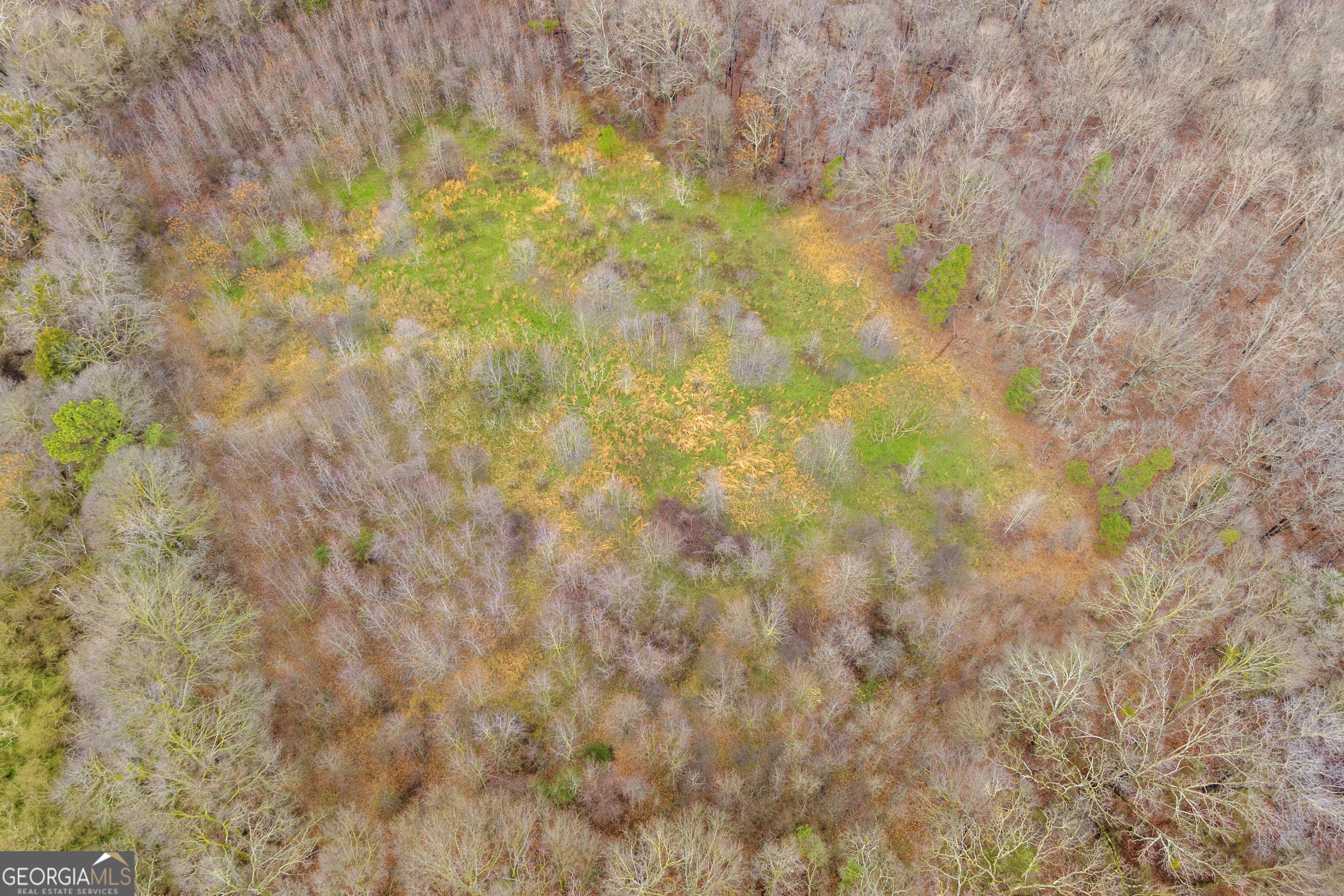 787 Parham Town Road Bowman, GA 30624 - Photo 7 of 49 a close up of a plant