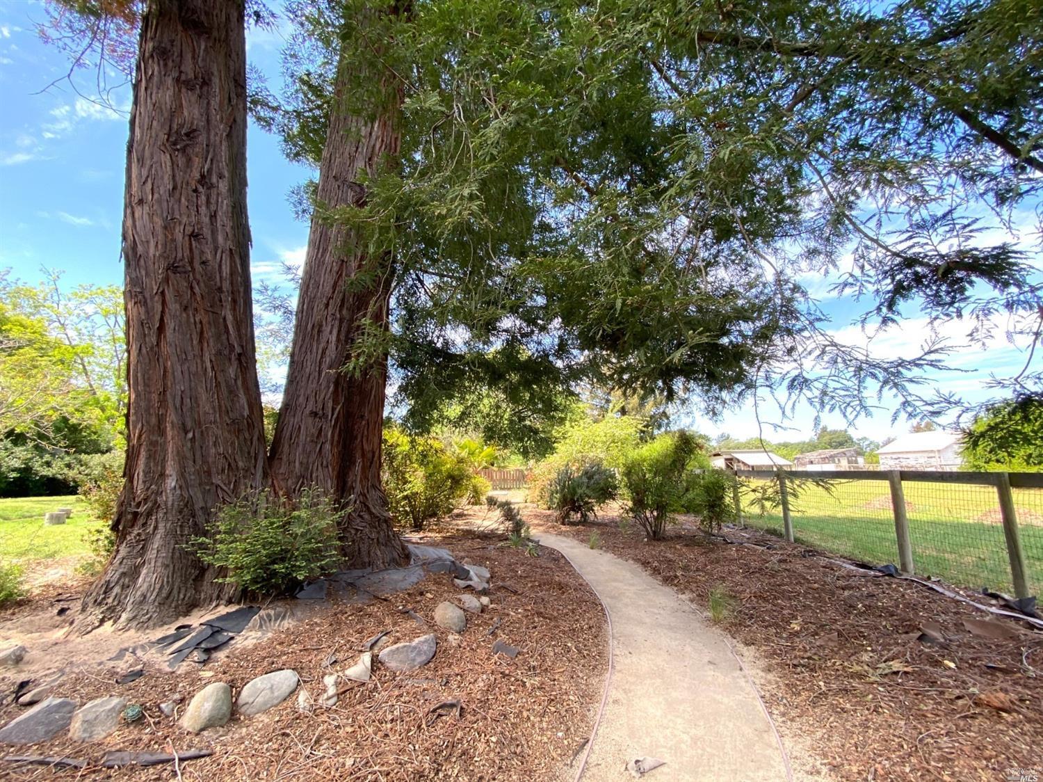 3996 Hessel Road Sebastopol, CA 95472 - Photo 1 of 1 a view of a yard with plants and a large tree