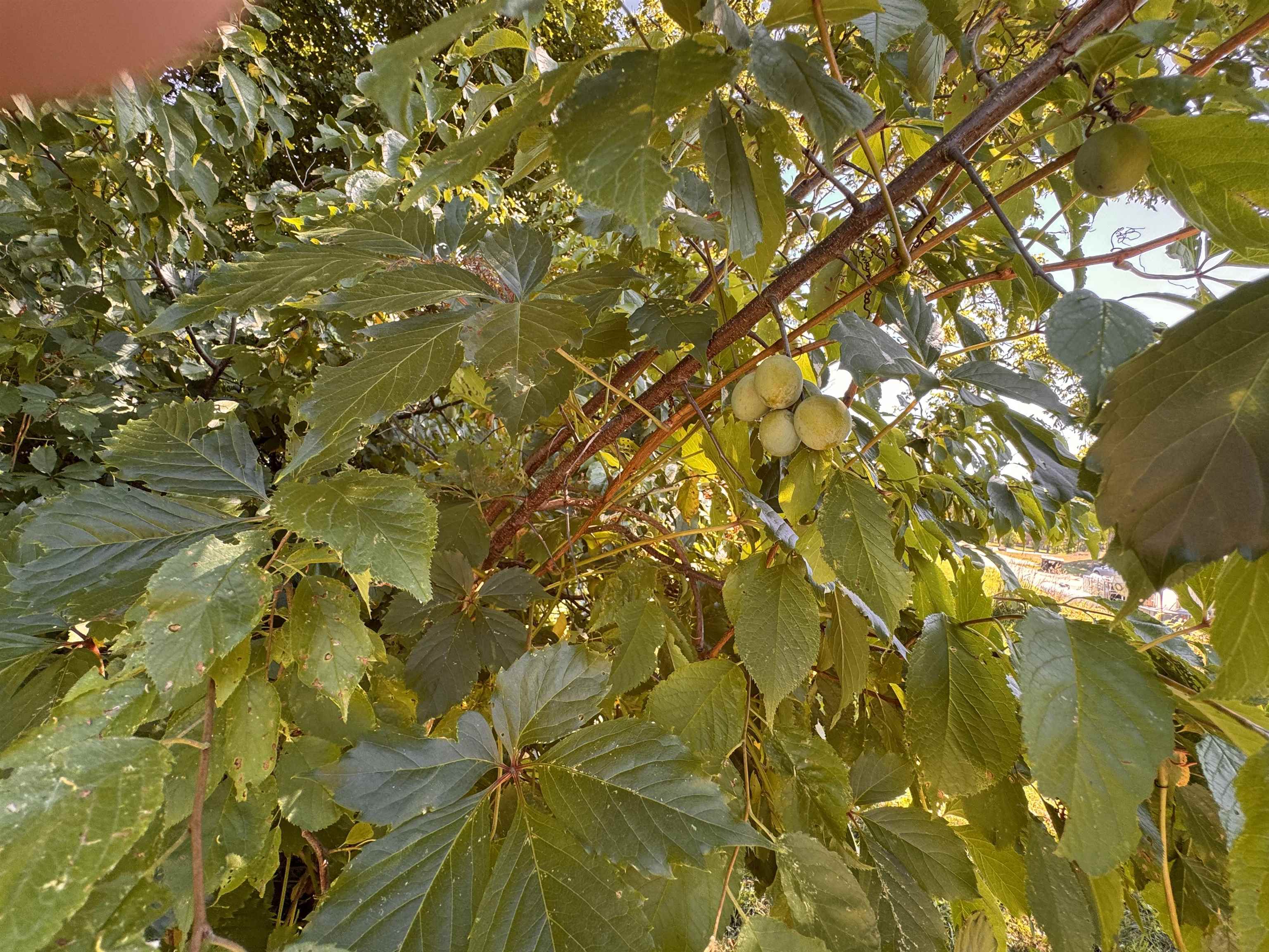 25 Sweat Street Richford, VT 05476 - Photo 13 of 33