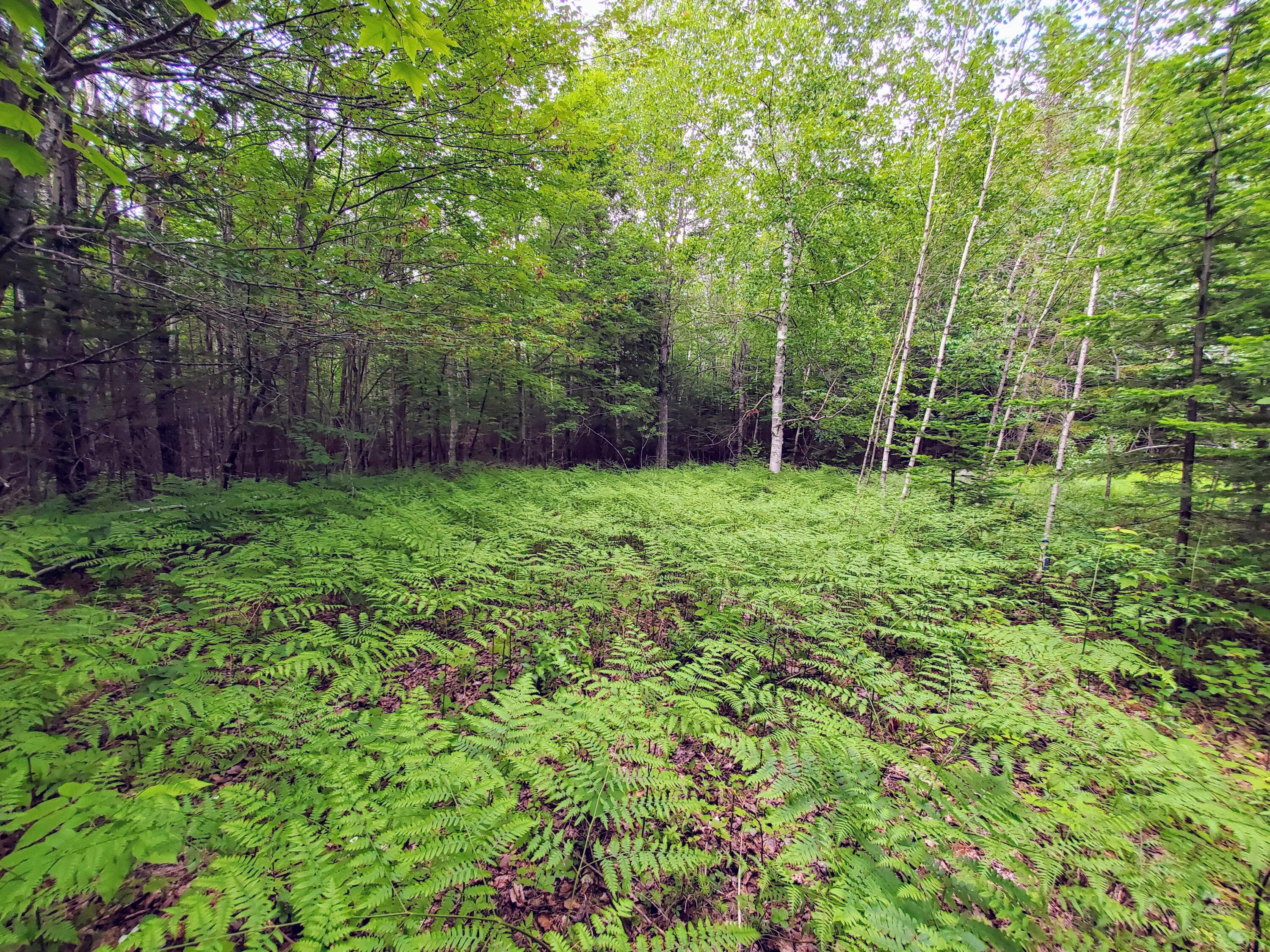 M1 L14 Old County Road New Portland, ME 04961 - Photo 17 of 26 20220611_160924