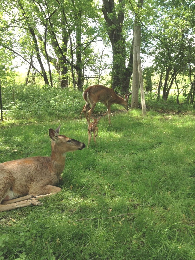 9909 Winn Road Spring Grove, IL 60081 - Photo 114 of 116