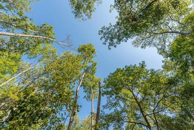 $134,900 | Tract B Tbd Little Pine Road, Brainerd, MN 56401