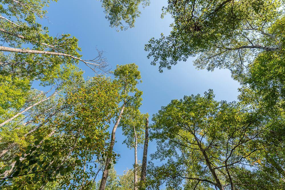 Tract B Tbd Little Pine Road Brainerd, MN 56401 - Photo 14 of 22