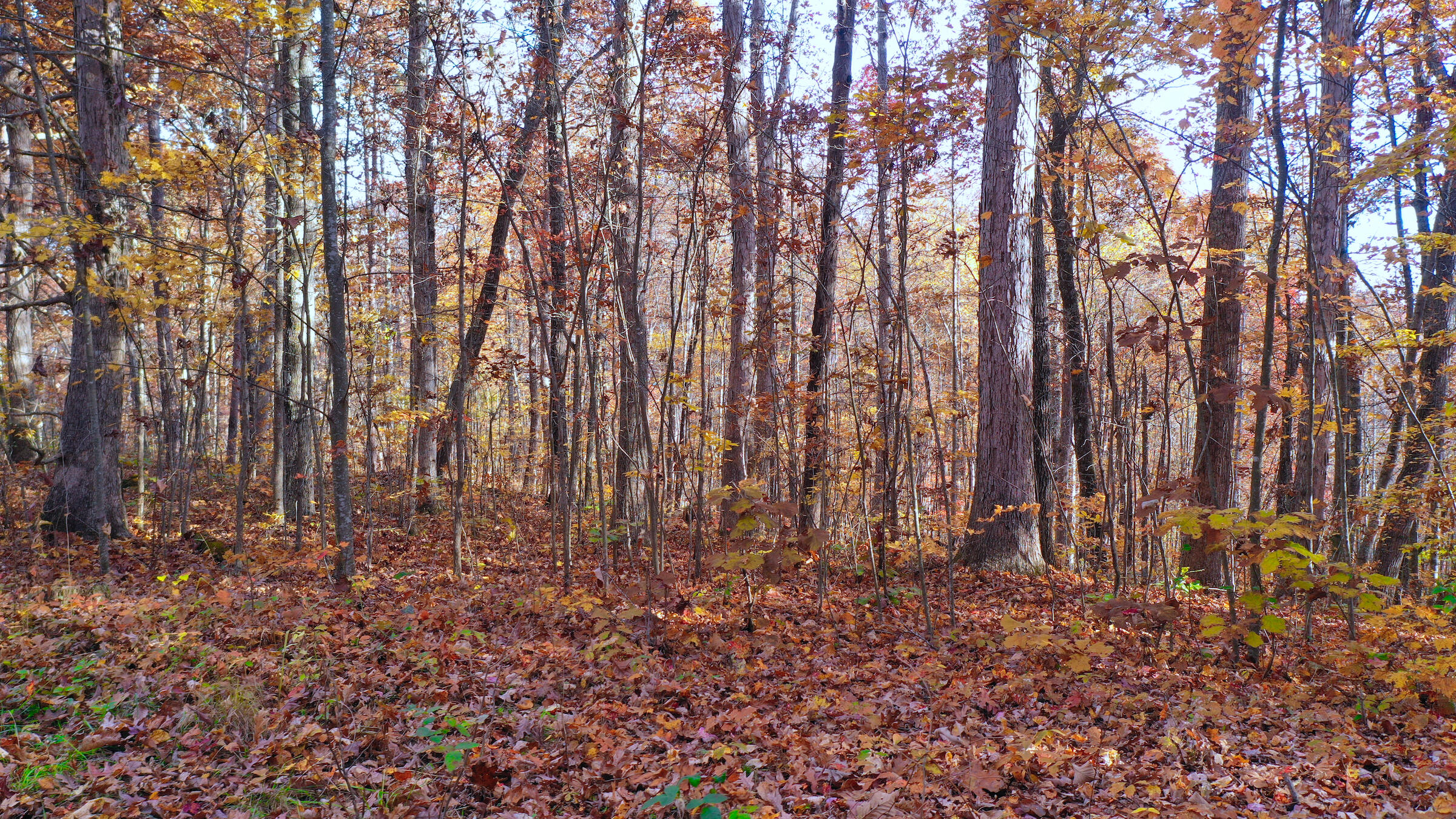 0 Cleft Rock Road Mount Vernon, KY 40456 - Photo 25 of 29 0 Cleft Rock Rd.DJI_0499