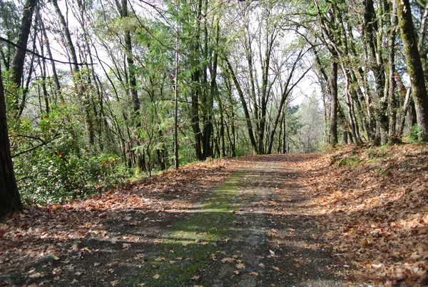 a view of a yard with large trees