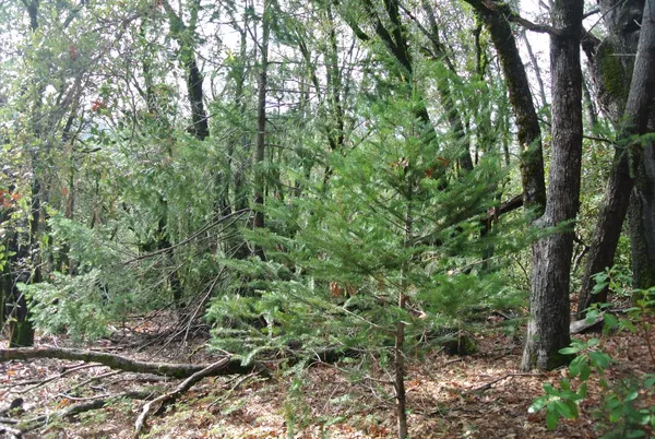 a view of a forest with trees