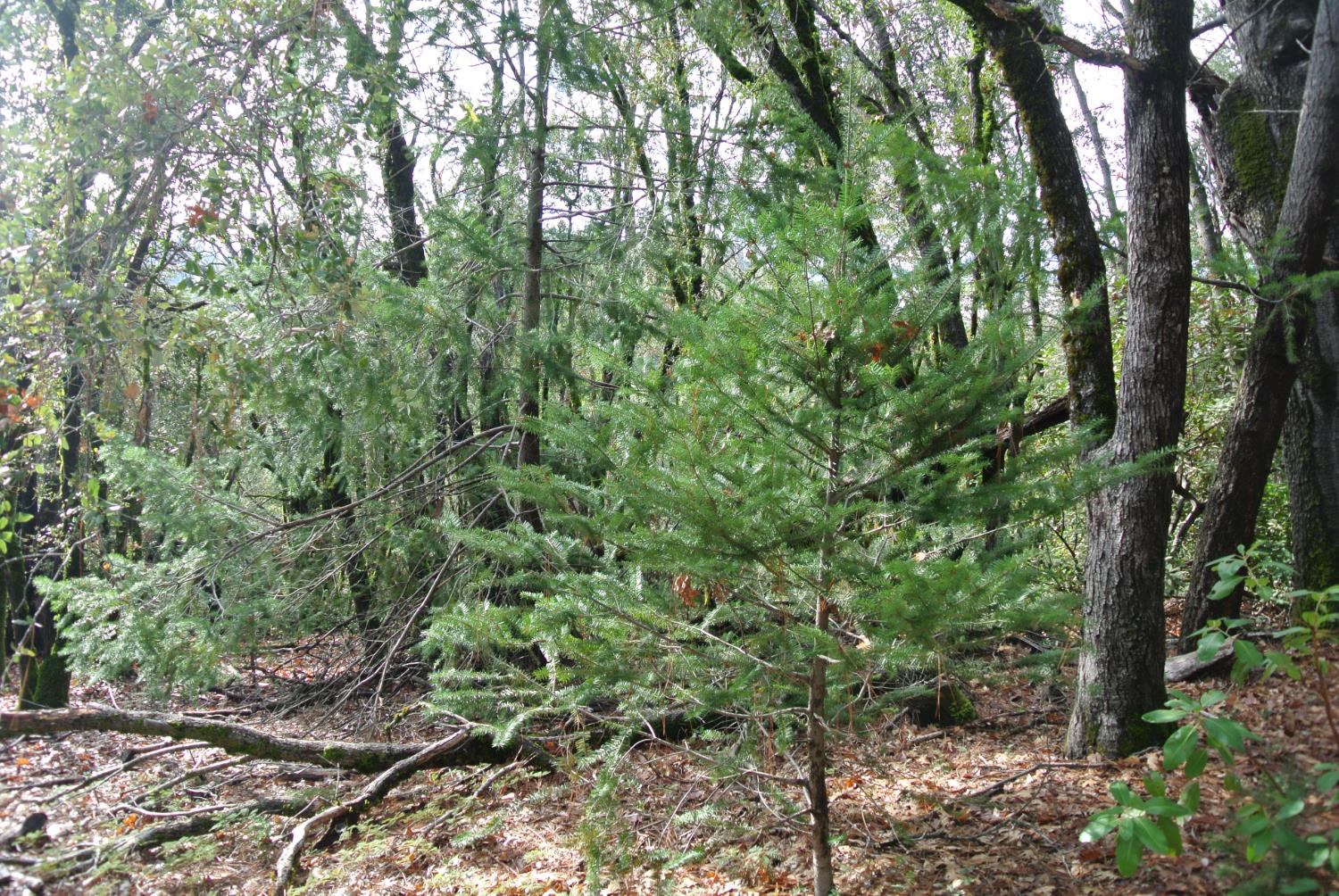 5577 Pine Ridge Road Foresthill, CA 95631 - Photo 11 of 15