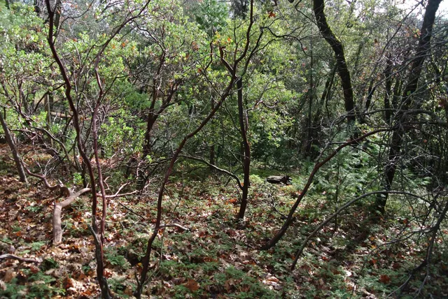 a view of a yard with a tree