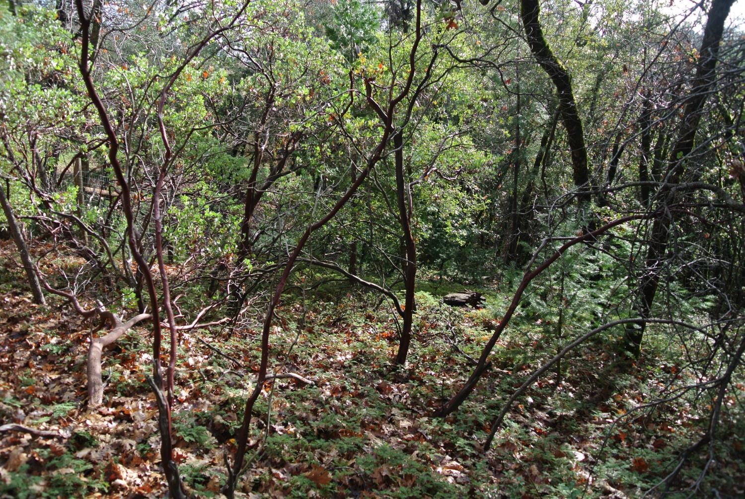 5577 Pine Ridge Road Foresthill, CA 95631 - Photo 12 of 15