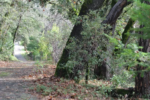 a view of a yard with plants and large trees