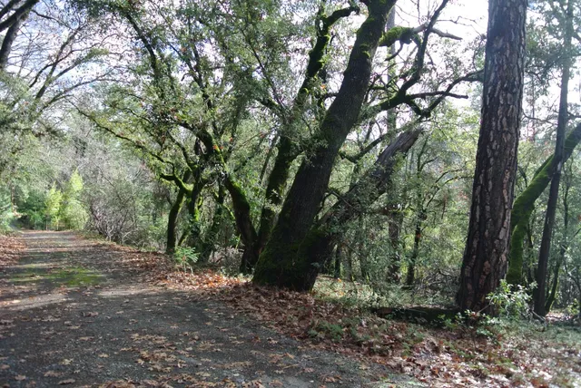 a view of outdoor space and trees