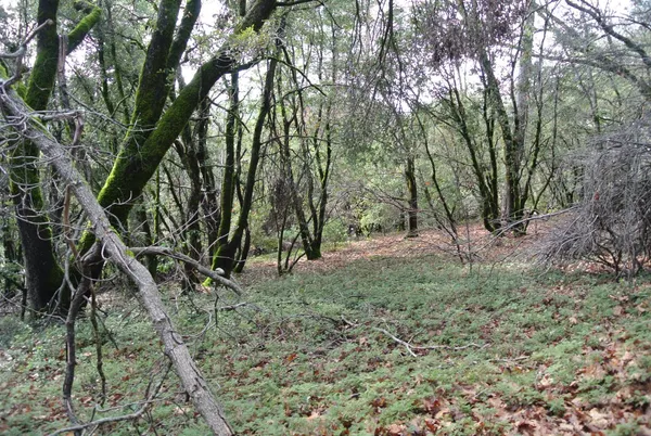a view of a forest filled with trees