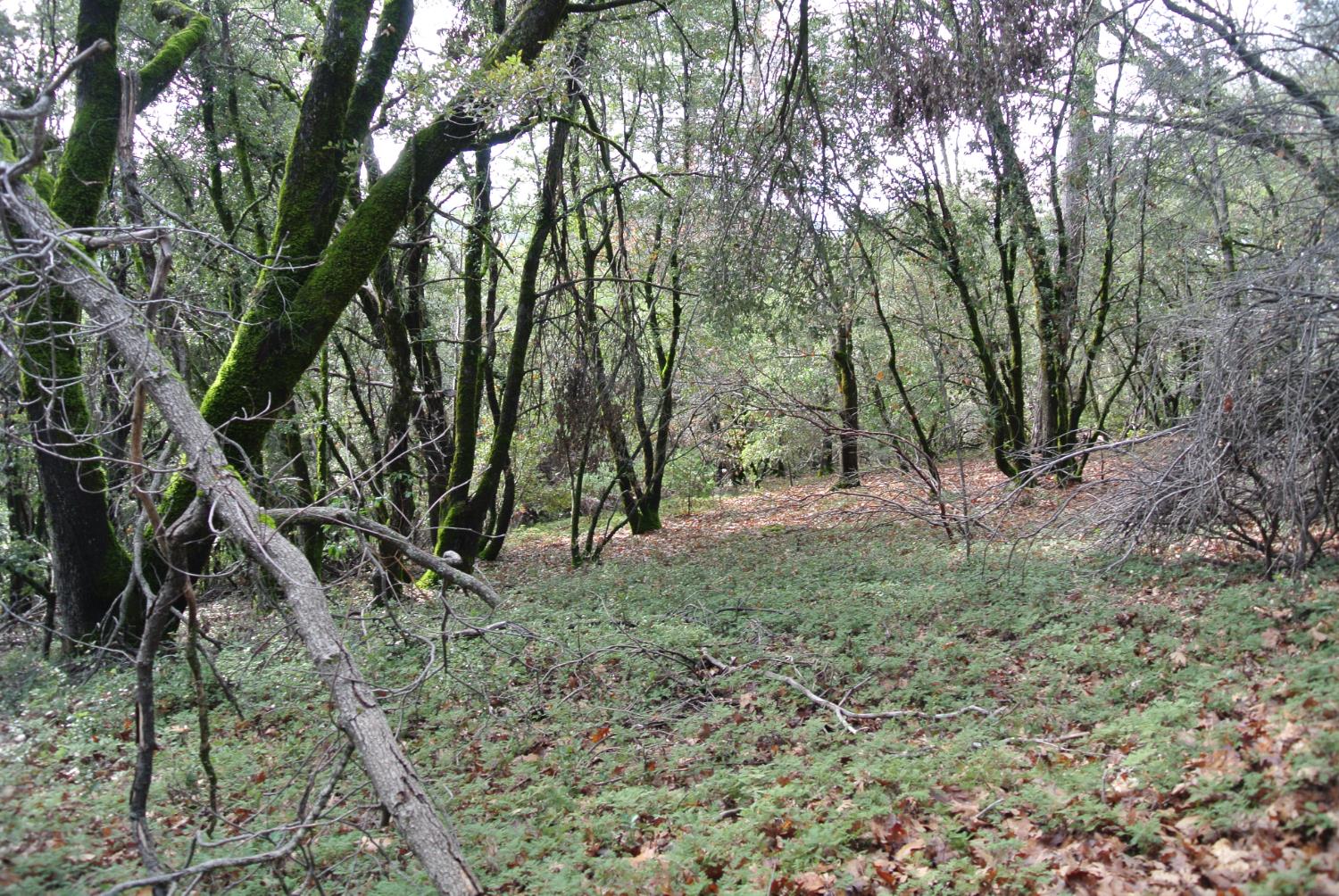 5577 Pine Ridge Road Foresthill, CA 95631 - Photo 2 of 15