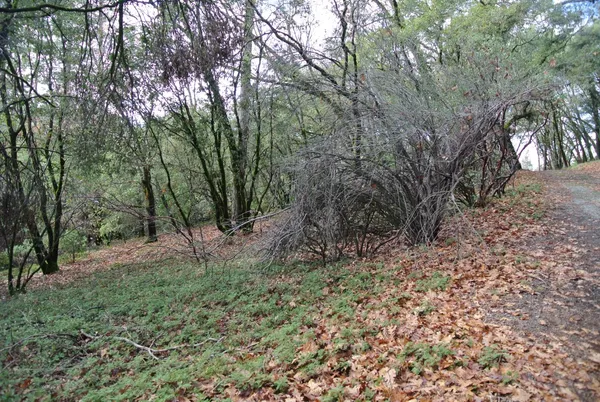 a view of outdoor space and trees