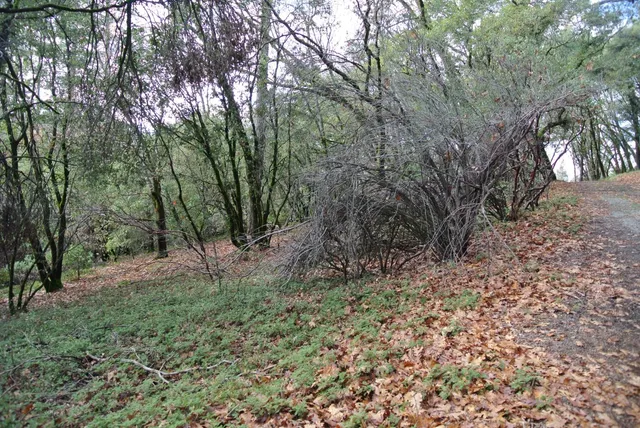 a view of outdoor space and trees