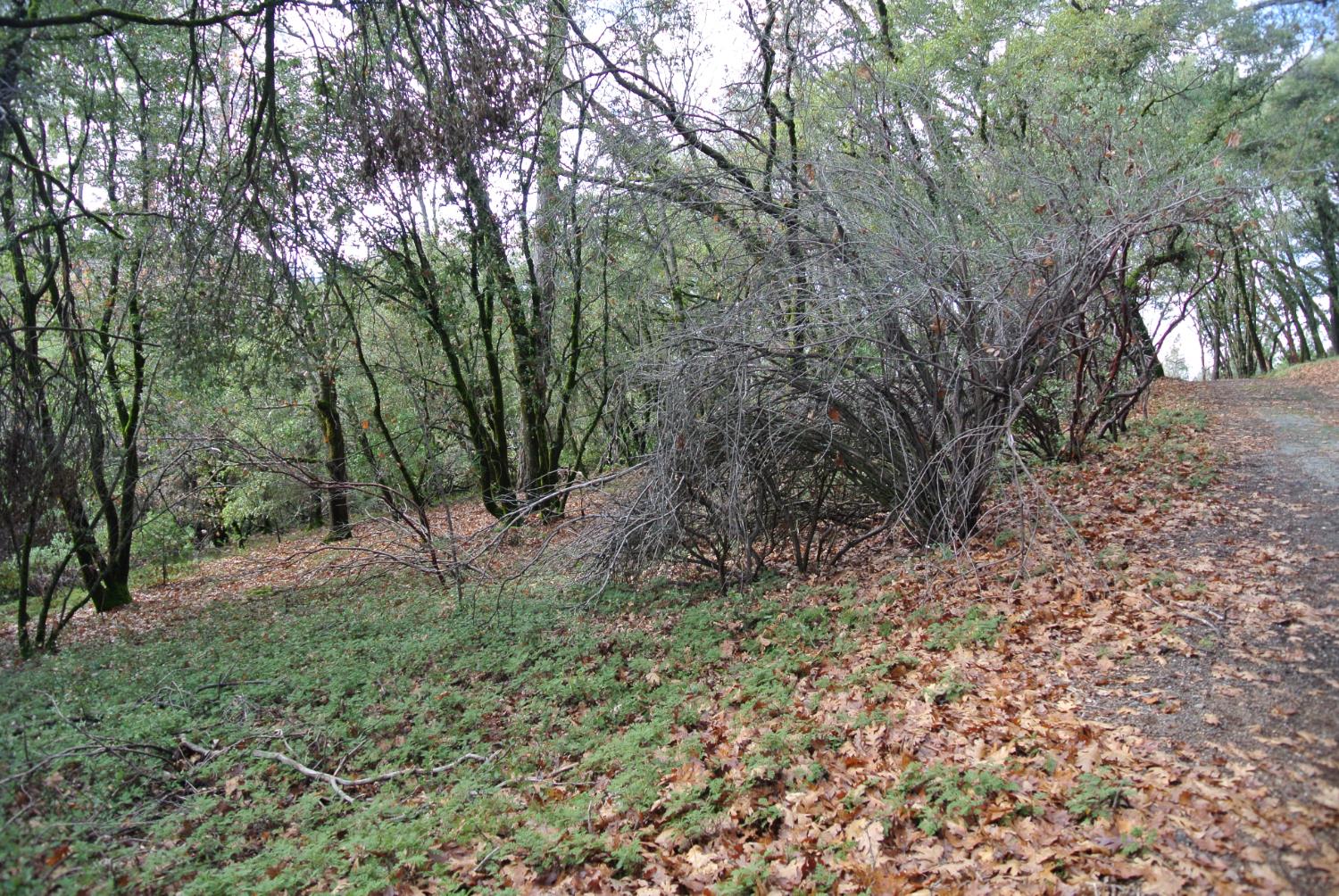 5577 Pine Ridge Road Foresthill, CA 95631 - Photo 3 of 15