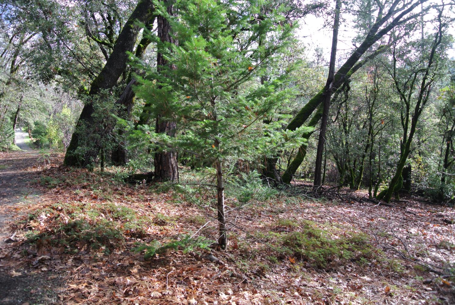 5577 Pine Ridge Road Foresthill, CA 95631 - Photo 4 of 15