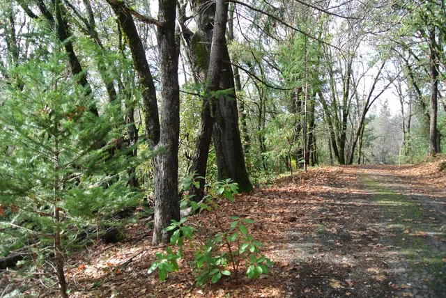 a view of outdoor space and trees all around