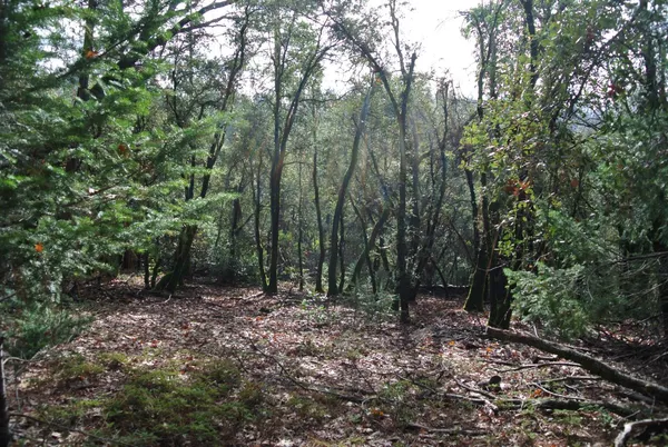 a view of a forest with trees in the background