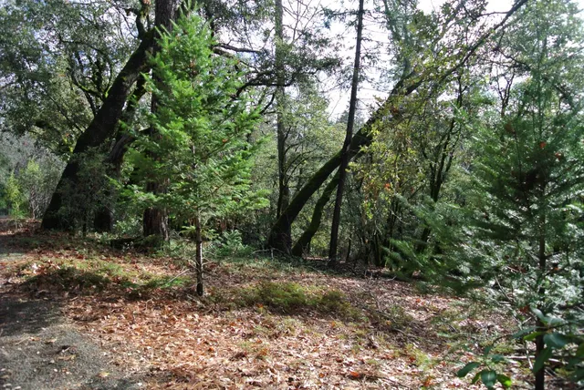 a view of a forest with trees in the background