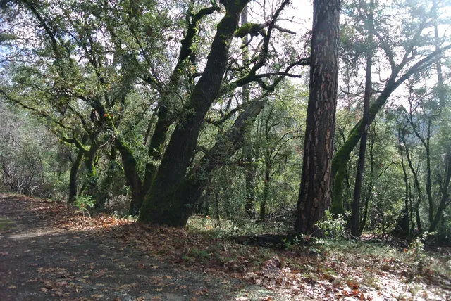 a view of outdoor space and trees