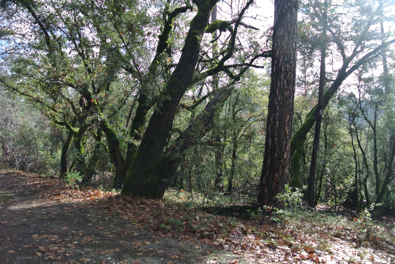 5577 Pine Ridge Road Foresthill, CA 95631 - Photo 8 of 15