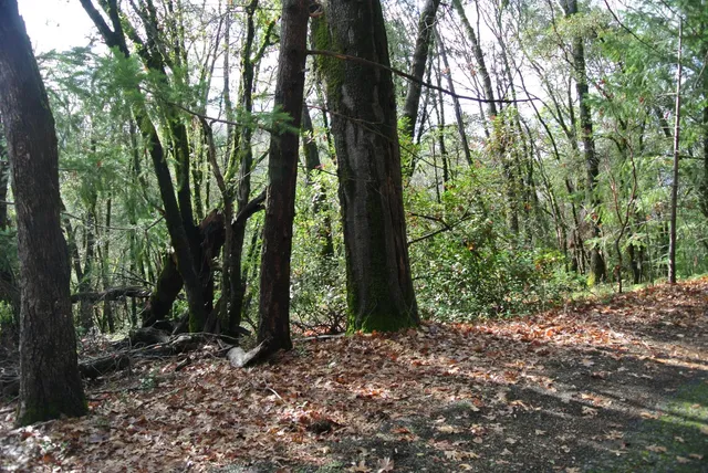 a view of outdoor space and trees