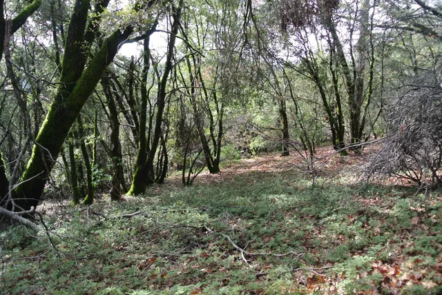 a big yard with lots of green space and deers