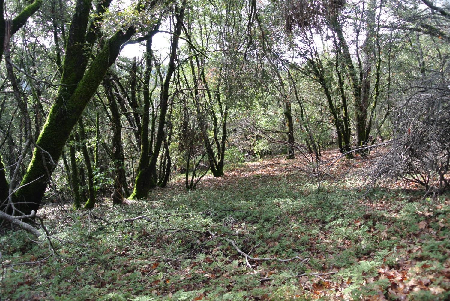 5577 Pine Ridge Road Foresthill, CA 95631 - Photo 10 of 15