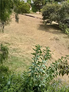 a view of a yard with plants and large trees
