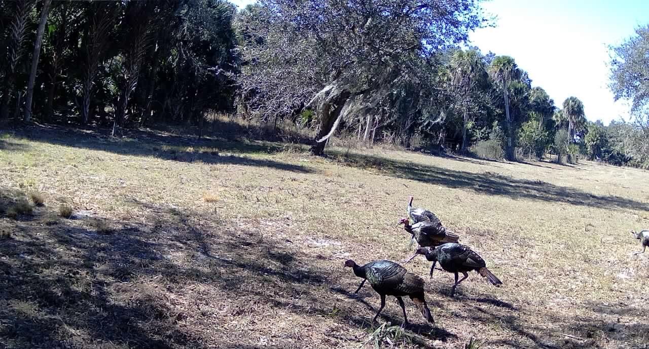 1002 Bankers Road Lorida, FL 33857 - Photo 11 of 12 IMG_3931 2