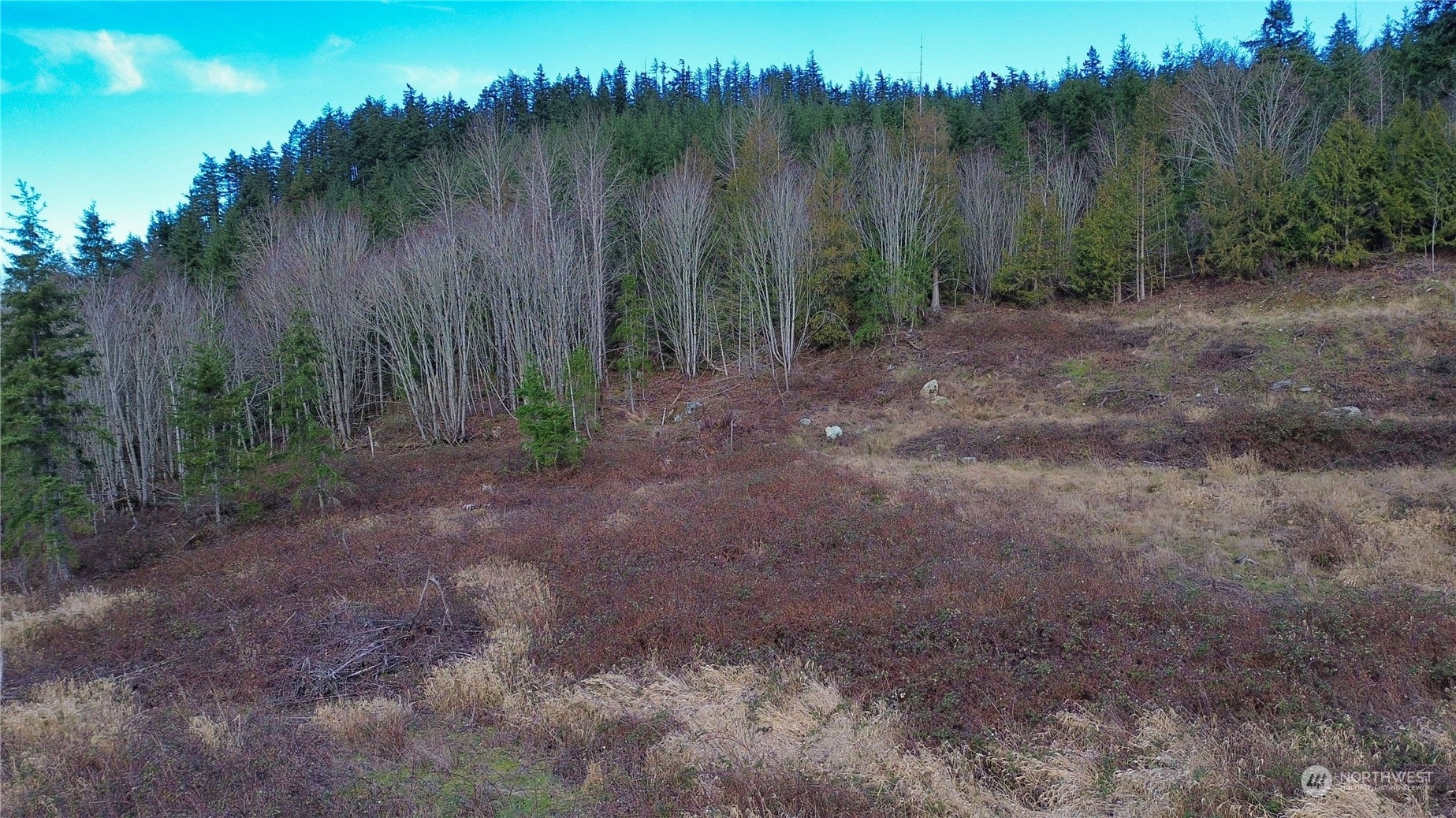 0 Benson Ridge Mount Vernon, WA 98274 - Photo 12 of 20 a view of a yard with a tree