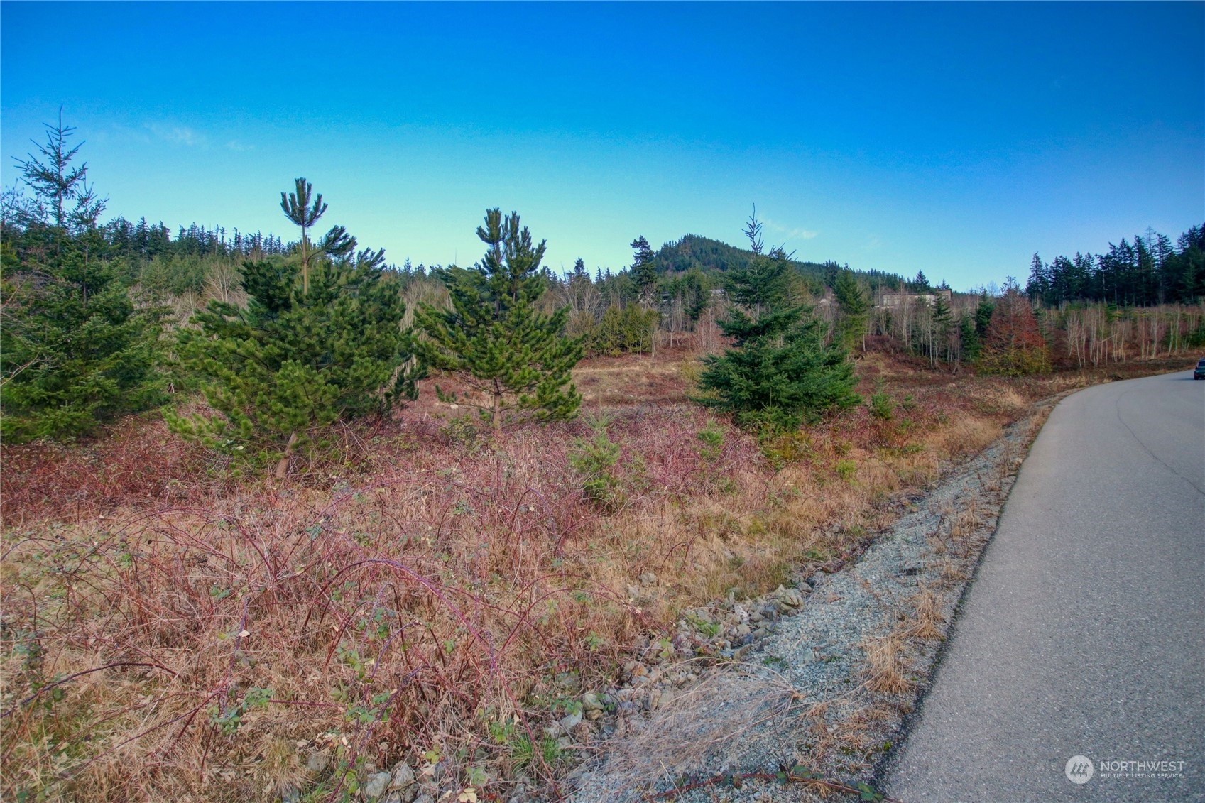 0 Benson Ridge Mount Vernon, WA 98274 - Photo 2 of 20 a view of a dry yard with trees in the background