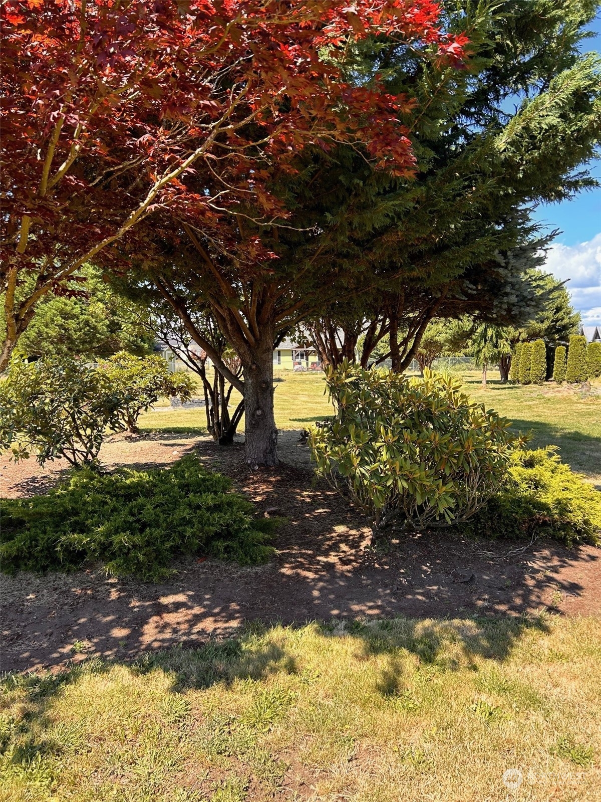 9520 185th Avenue Southwest Rochester, WA 98579 - Photo 3 of 24 a view of a yard with plants and large trees