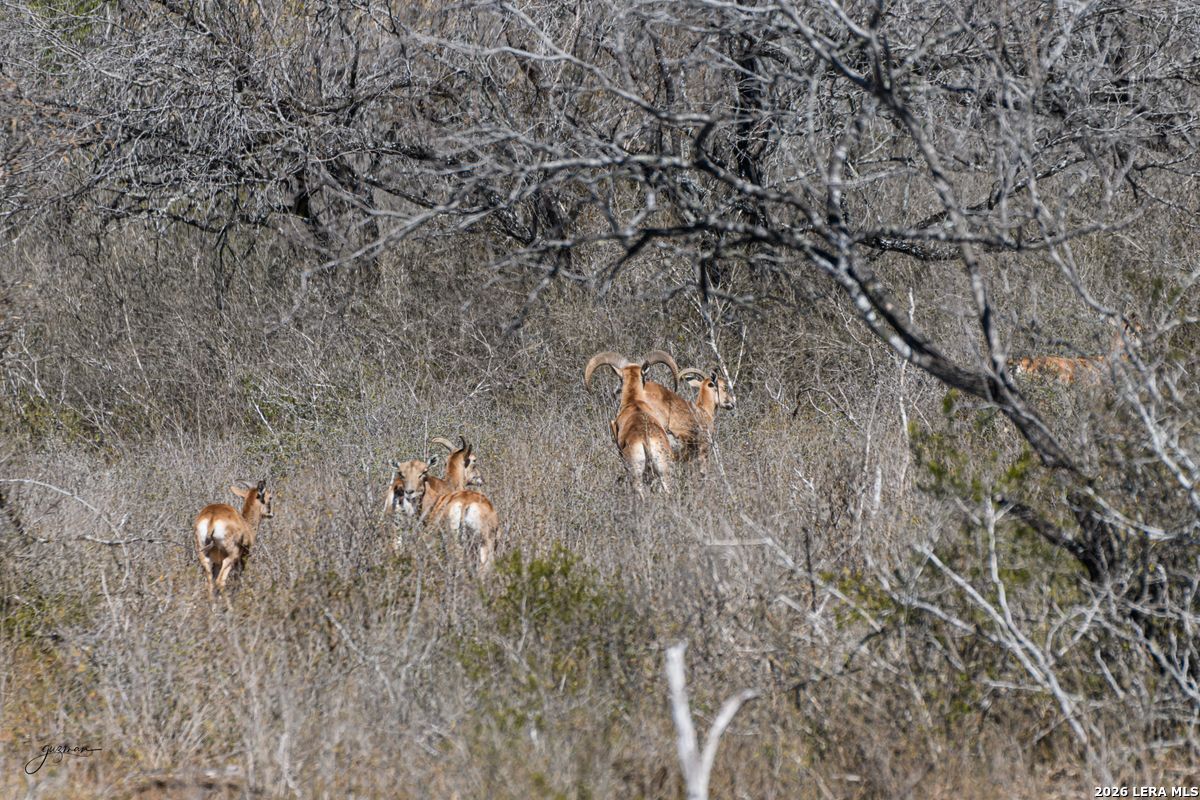 0 Summertime Road San Isidro, TX 78588 - Photo 17 of 57