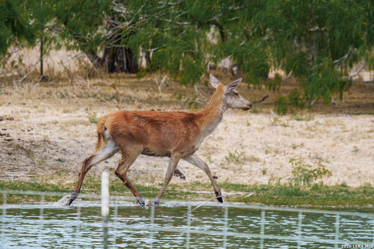 0 Summertime Road San Isidro, TX 78588 - Photo 18 of 57