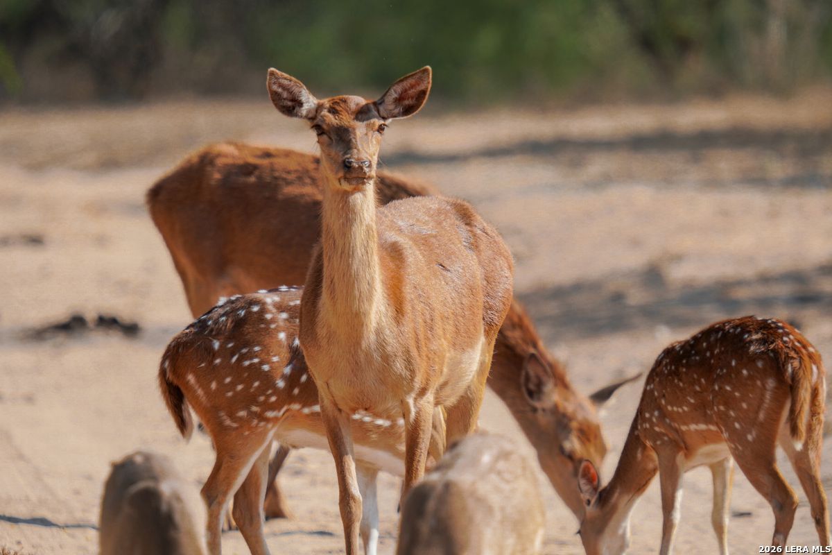 0 Summertime Road San Isidro, TX 78588 - Photo 19 of 57