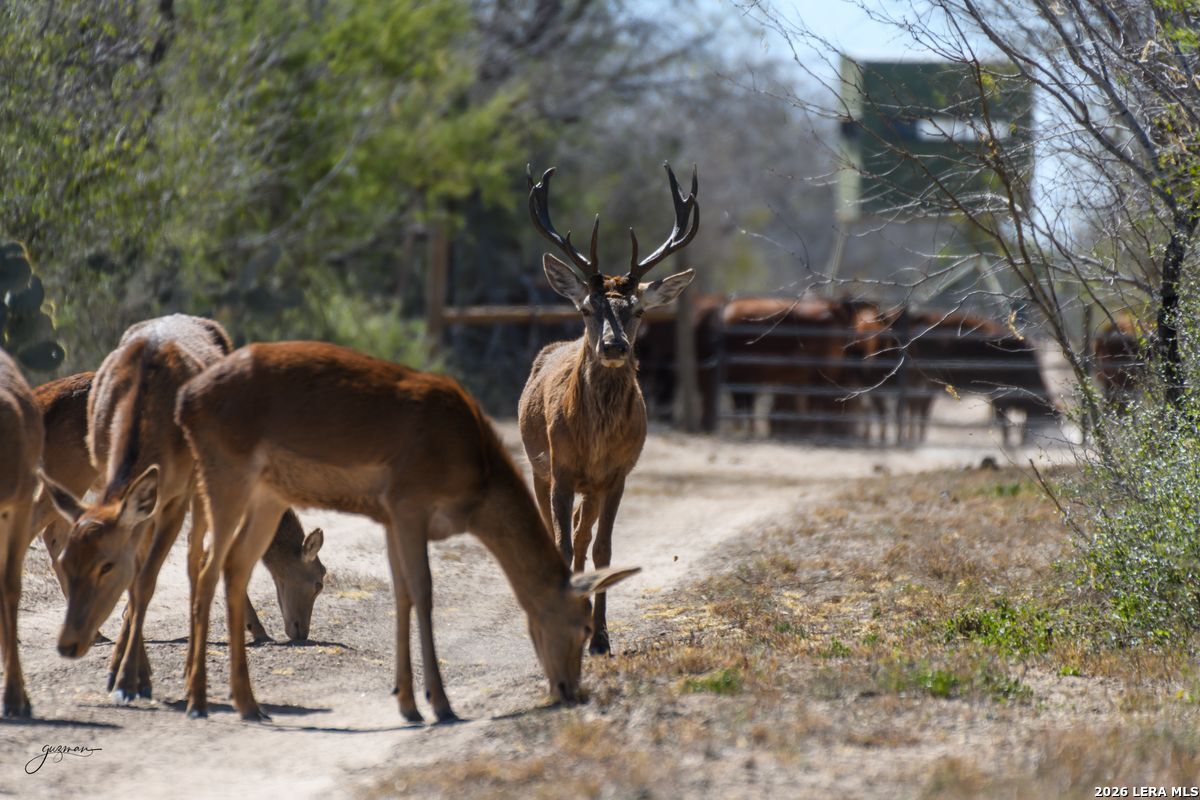 0 Summertime Road San Isidro, TX 78588 - Photo 21 of 57