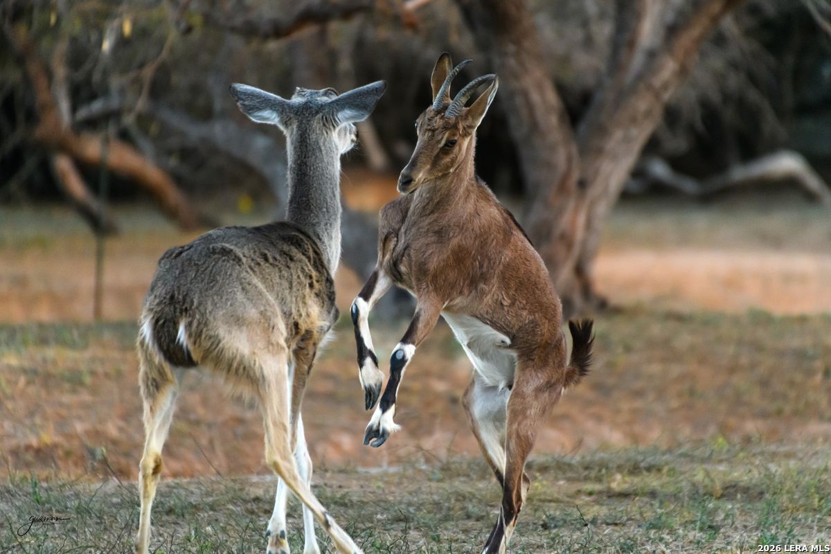 0 Summertime Road San Isidro, TX 78588 - Photo 22 of 57