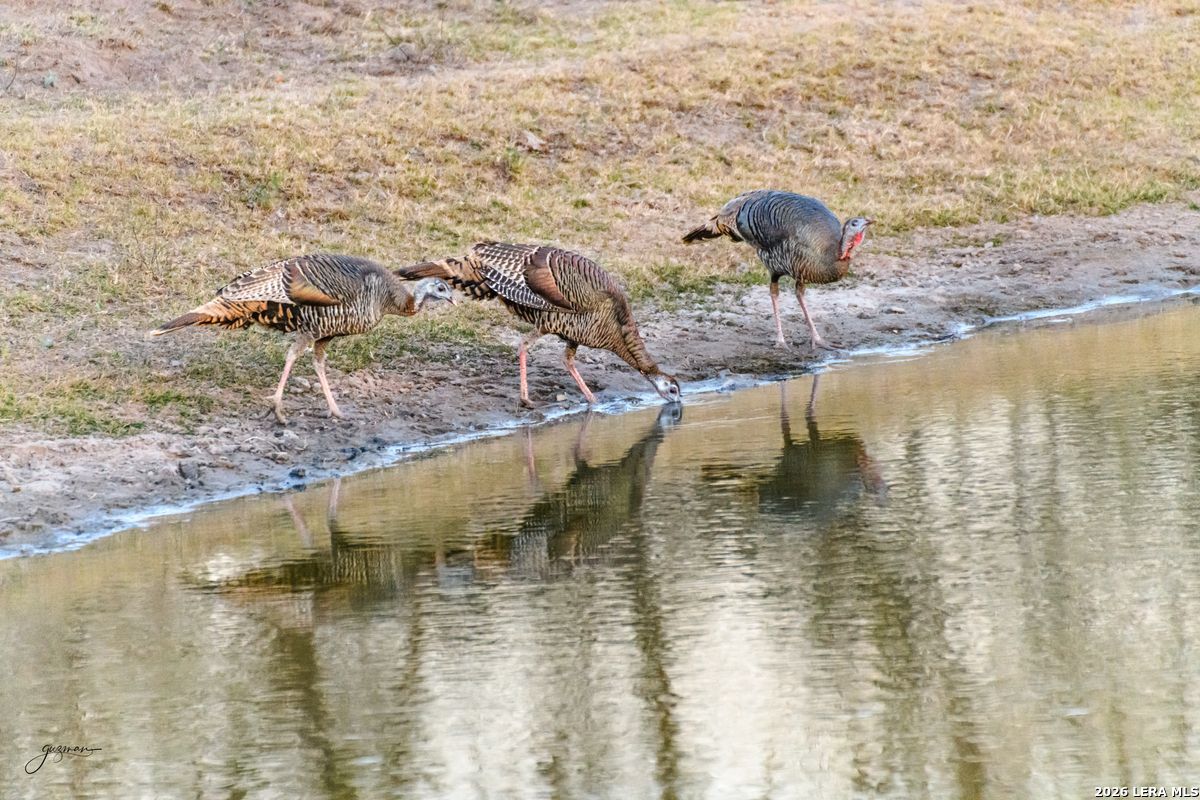 0 Summertime Road San Isidro, TX 78588 - Photo 23 of 57