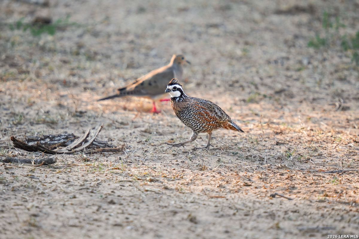 0 Summertime Road San Isidro, TX 78588 - Photo 24 of 57