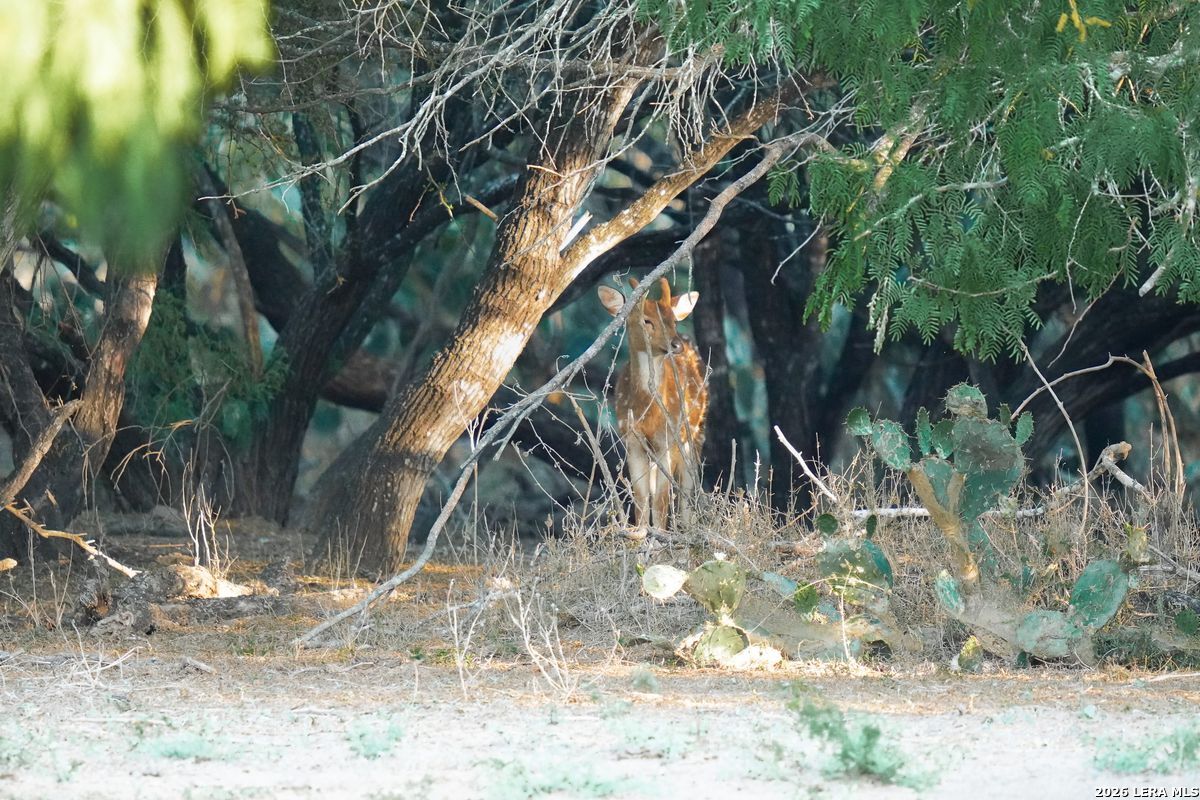 0 Summertime Road San Isidro, TX 78588 - Photo 25 of 57