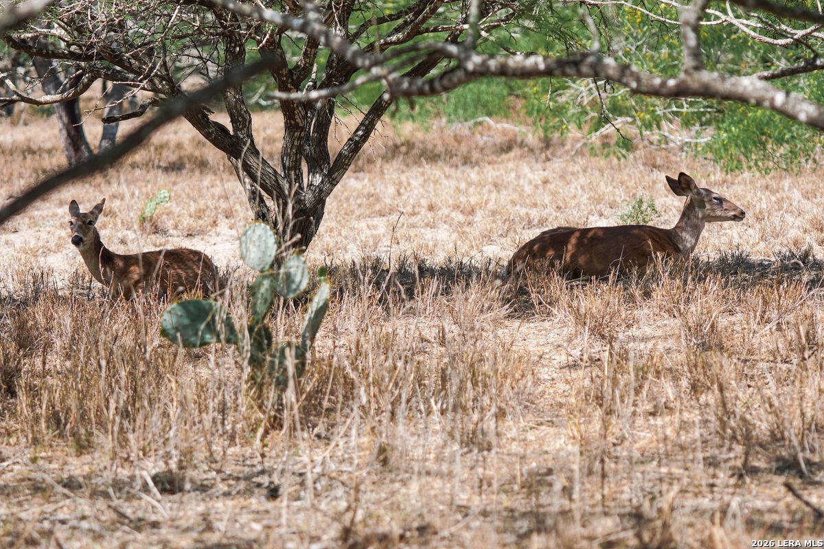 0 Summertime Road San Isidro, TX 78588 - Photo 27 of 57