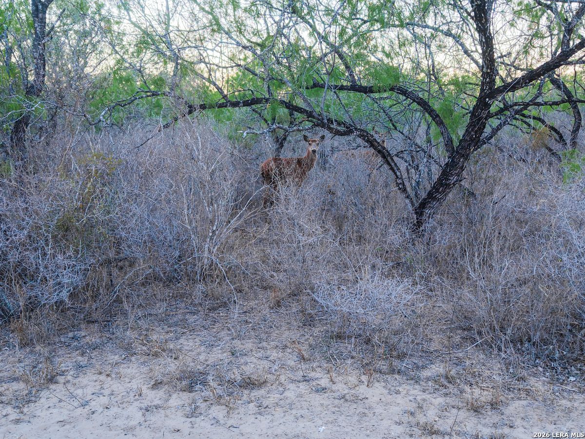0 Summertime Road San Isidro, TX 78588 - Photo 28 of 57