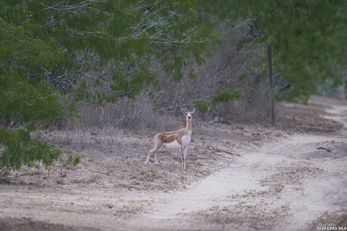 0 Summertime Road San Isidro, TX 78588 - Photo 29 of 57