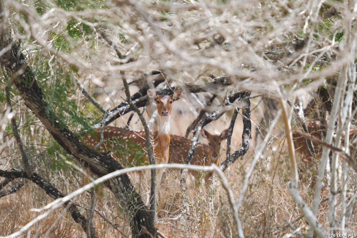 0 Summertime Road San Isidro, TX 78588 - Photo 31 of 57