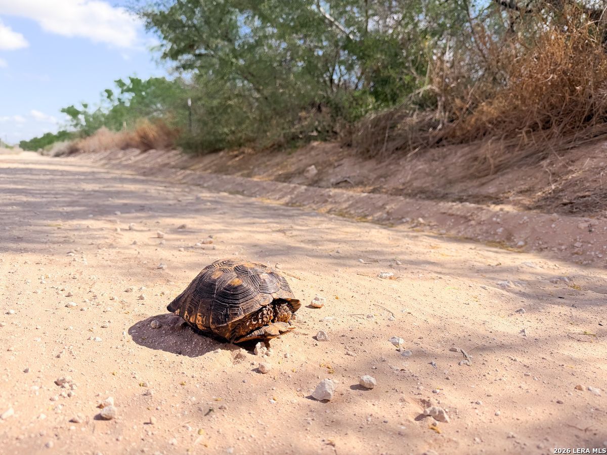 0 Summertime Road San Isidro, TX 78588 - Photo 32 of 57