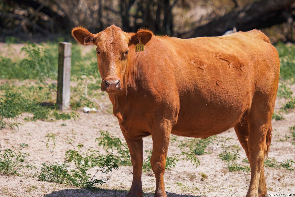 0 Summertime Road San Isidro, TX 78588 - Photo 33 of 57